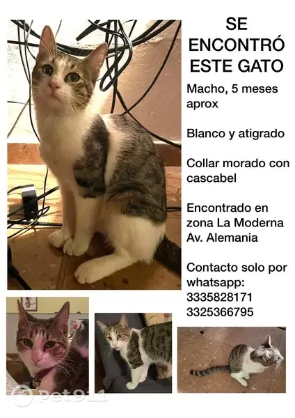 Gato encontrado, Avenida Alemania, Guadalajara — macho de 5 meses con collar morado - photo