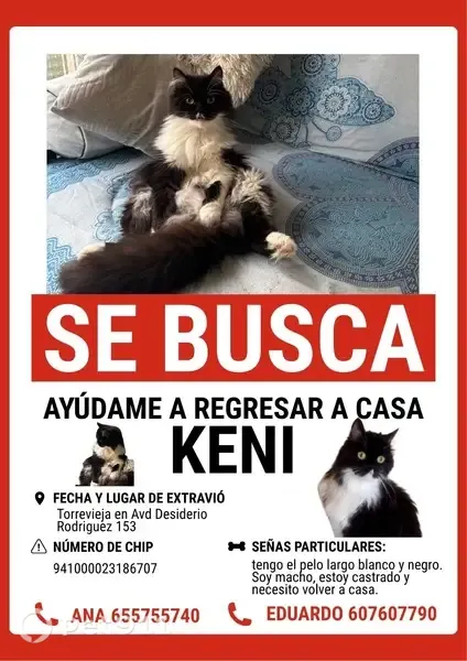 Gato perdido macho, Avenida Desiderio Rodríguez, 153, Torrevieja, Madrid — cariñoso y castrado - photo