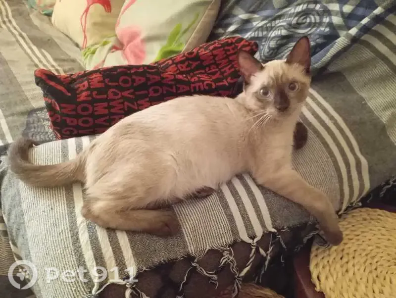 Gato perdido, Carrer Jesús Chazarra Hernandez, 16, Elche — siamés macho de 4 meses - photo