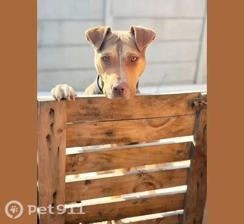 Lost dog, Roulon Street, Cape Town – female pit bull with a black collar - photo