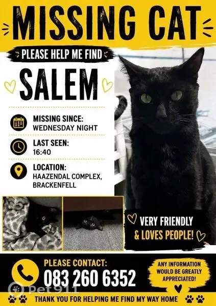 Lost cat, male, Ronelle Street, 8A, Cape Town, Kraaifontein — black with a white chest spot - photo