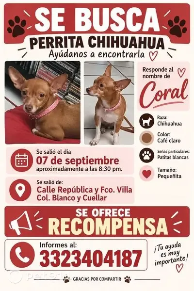 Perro perdido, hembra, Avenida República, 1954, Guadalajara, Tlaquepaque — pequeña y café claro - photo