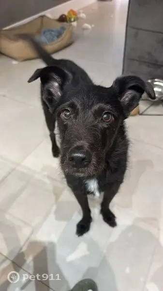 Cachorro perdido, Rua do Símbolo, São Paulo — macho, bem magro e de porte médio - photo