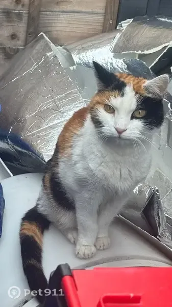 Found cat, Patrick Road, Theale — very friendly calico - photo
