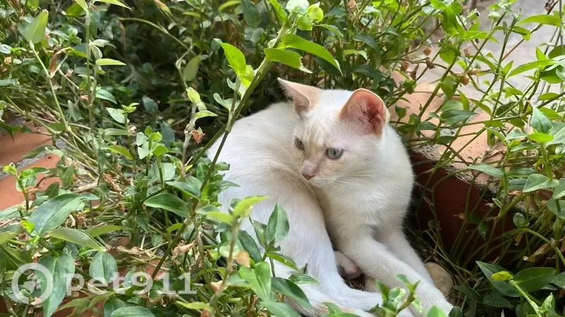 Gato perdido macho, Calle de Arroyo de la Sacedilla, 2, Majadahonda — blanco con toques rubios - photo