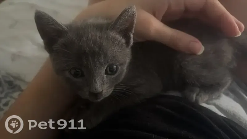 Gato perdido, Calle Marbella, 14, Córdoba, Cordoba — macho gris de 4 meses - photo