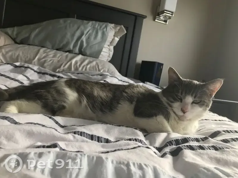Lost female cat, Harbor Seal Drive, 1571, Point Roberts — white and grey - photo