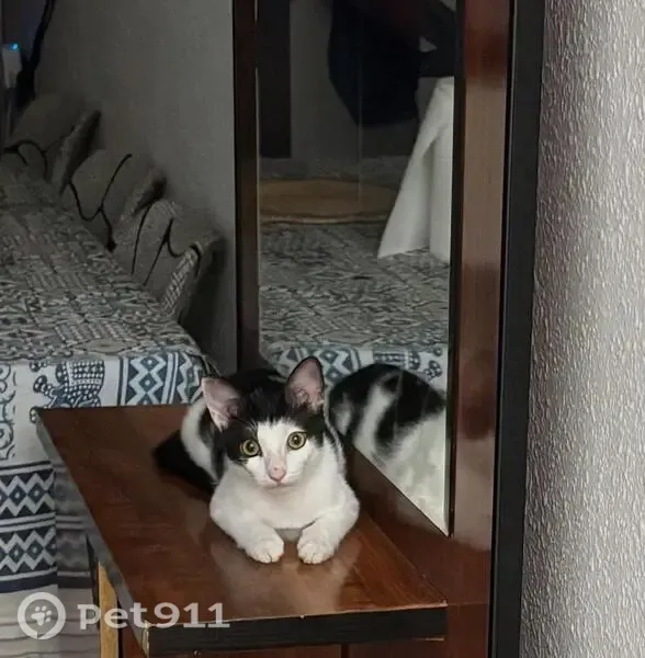 Gato perdido, Calle Riu de la Sénia, 2, Valencia — blanco con manchas negras - photo