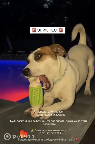 Зникла собака чоловічої статі, вулиця Джохара Дудаєва, 9, Полтава — кличка Річі, в ошийнику - photo