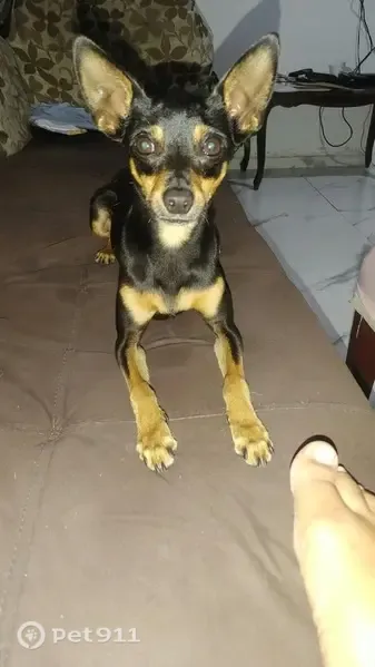 Cachorro perdido em Mogi das Cruzes — Pincher preto e caramelo - photo