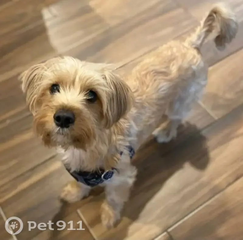 Lost dog, Arkenstone Drive, Jacksonville — male Yorkie mix, skittish and very fast - photo