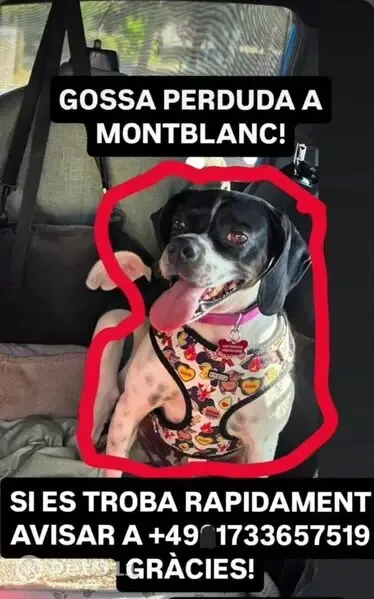 Perro perdido, Carrer d'Alenyà, 11-13, Montblanch, Valls — ciega de un ojo - photo