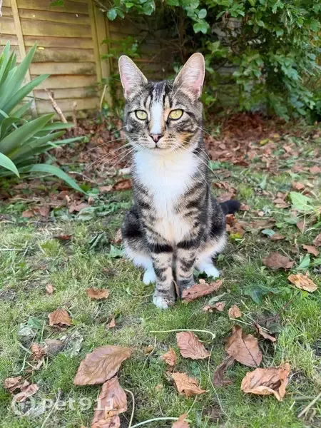 Lost cat, Walter Road, 14, Frampton Cotterell — male with white feet and a distinctive white nose - photo