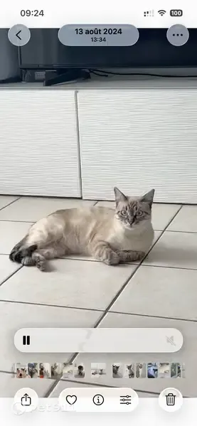 Gato perdido, Cervelló, Cataluña, Barcelona - photo