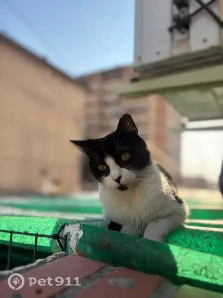 Gato perdido, Calle Gobernador Pedro Temboury, Granada — hembra esterilizada con mancha negra en la barbilla - photo
