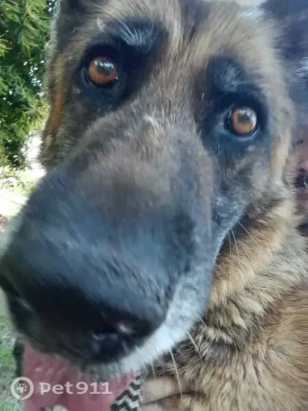 Perro perdido, A Insua, 36826 Puentecaldelas, Pontevedra, España, Madrid — pastora alemana con pelaje marrón y negro - photo