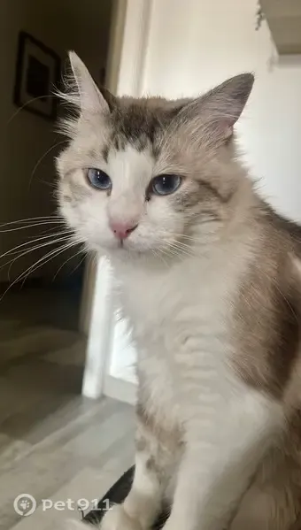 Gato perdido, Carrer de Francesc Macià, 17, Cunit, Barcelona — ojos azules - photo