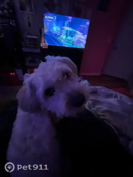 Lost dog, Mariposa Way, 1619, Lodi — shy, playful male with white fur - photo