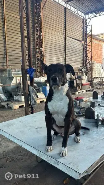 Cachorro perdido, macho, Avenida Itaóca, Rio de Janeiro — visto perto do Prezunic - photo