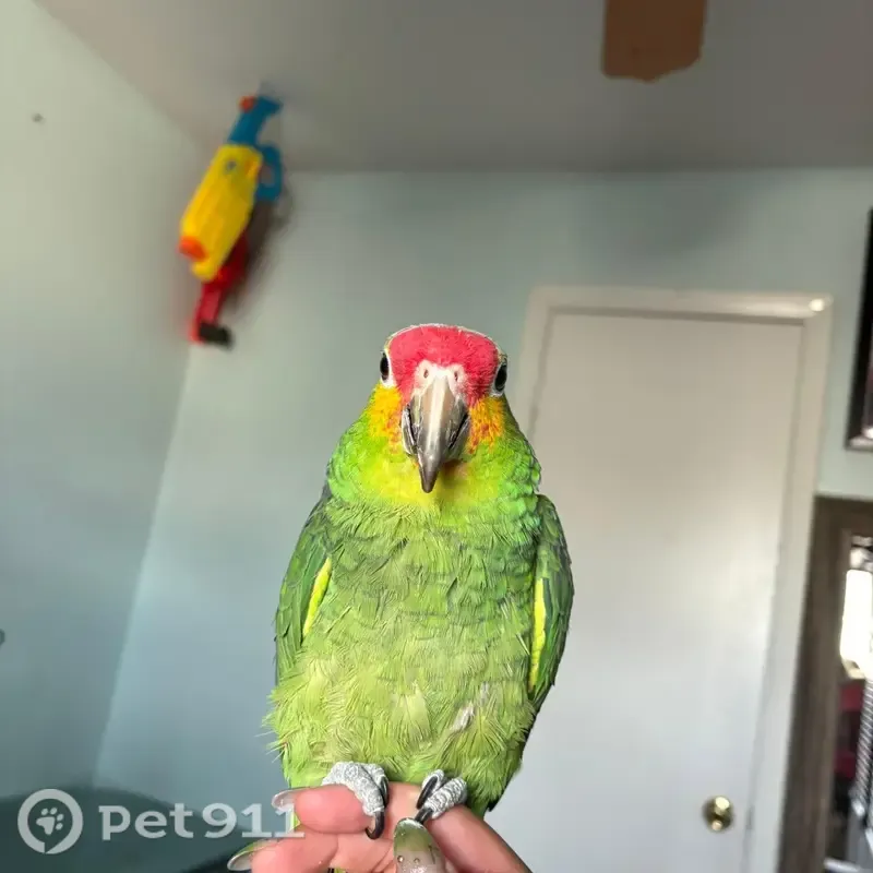 Lost bird, Nichole Woods Drive, Houston — male with blue feathers and red dots by his beak - photo