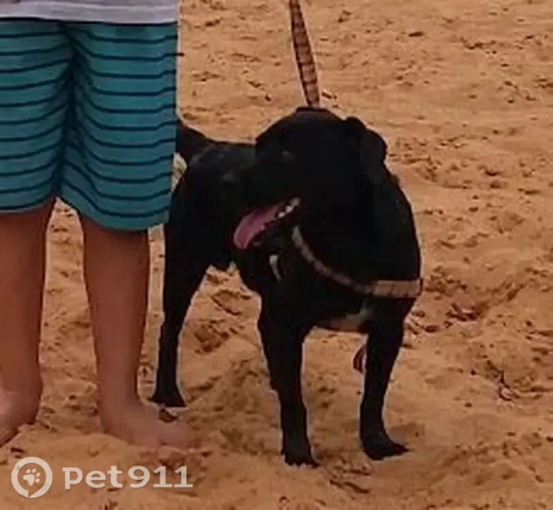 Cachorro perdido, Avenida Pedro de Toledo, José Bonifácio — vira-lata dócil - photo