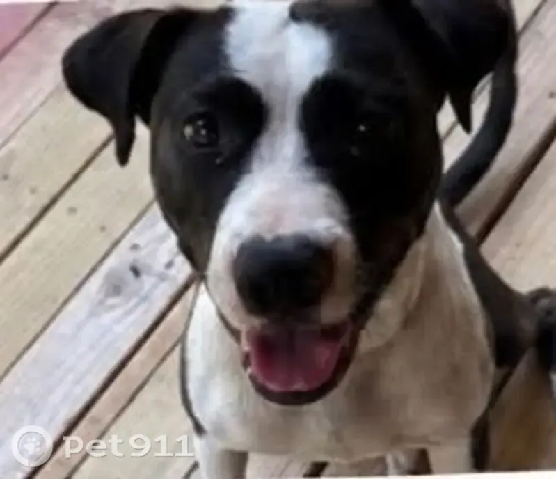 Found dog, Conway, Arkansas, Arlington — female and severely malnourished - photo