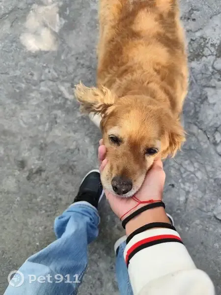 Perro perdido, Frontera, 2, Naucalpan de Juárez, Santiago de Queretaro — hembra que responde al nombre de Dona - photo