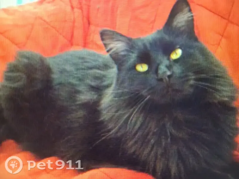 Lost female cat, Prairie Center Parkway, 1966, Brighton — black long-haired Maine Coon - photo