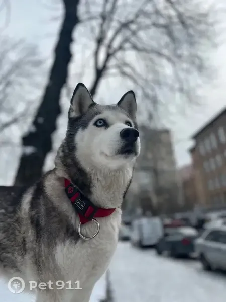 Зникла собака, дівчинка, вулиця Назарія Яремчука, 10, Чернівці — лагідна, відгукується на «Джия» - photo
