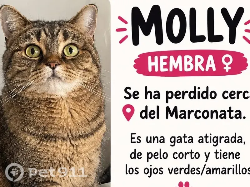 Gato perdido, Calle Ovidio, nº2, Granada — hembra tranquila y asustadiza - photo