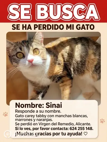 Gato perdido, hembra, Calle Músico Torres Climent, Alicante — se deja coger fácilmente - photo