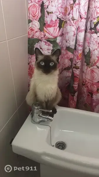 Gato perdido, hembra, Calle Cervantes, 78, Jumilla — siamés de pelo largo - photo