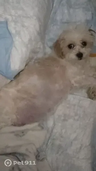 Lost dog, Stratford Park, 47, Rochester — white female - photo
