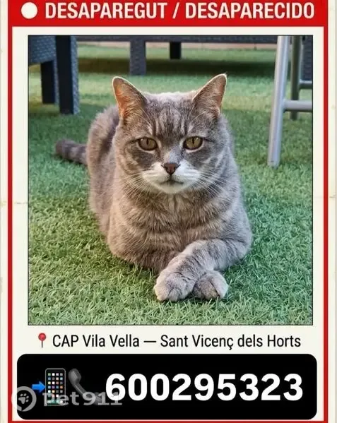 Gato perdido, macho, Sant Vicenç dels Horts, Cataluña, Sant Vicenc dels Horts — 17 años y muy cariñoso - photo
