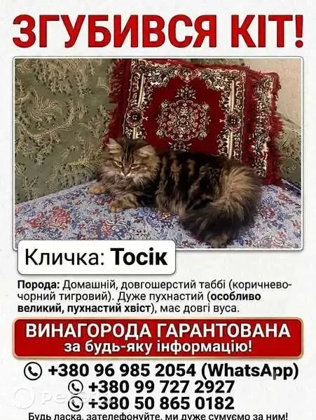 Зникла кішка, самець, вулиця Арона Пумнула, Чернівці — чорно-коричневий кіт із білим животиком - photo