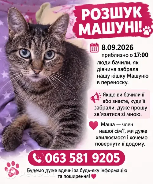 Зникла кішка, Голосіївський проспект, 118к2, Київ, Новосілки — доросла, смугаста, з білою шерстю на животику - photo