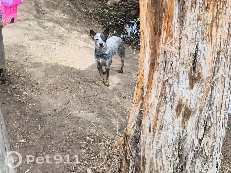 Lost dog, Vernon Reservoir, Utah, USA, Eagle Mountain — male miniature blue heeler - photo