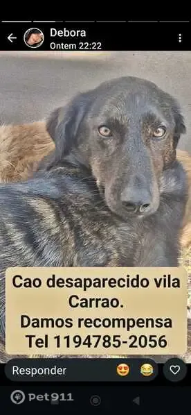 Cachorro perdido macho, Vila Carrão, São Paulo — tigrado, médio e dócil - photo