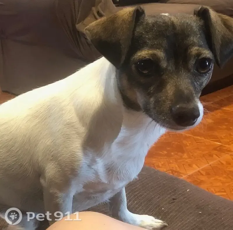 Lost male dog, Parlay Circle, Dallas, Arlington — white with a brown face - photo