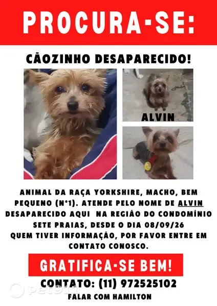 Cachorro perdido, macho, Rua Professor Camilo Ashcar, São Paulo — Yorkshire pequeno e sem rabinho - photo