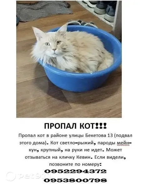 Зникла кішка, вулиця Бекетова, Харків — великий світло-рудий мейн-кун - photo