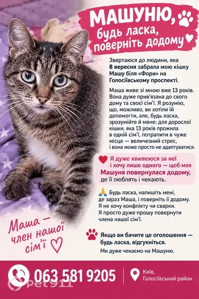 Зникла кішка, Голосіївський проспект, 118к2, Київ, Новосілки — Маша, 13 років живе в сім’ї - photo