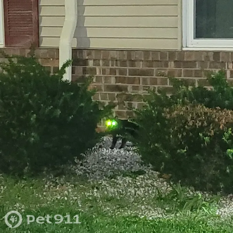 Found cat, Wilson Court, 2410, Appleton — dark grey or black with green eyes - photo