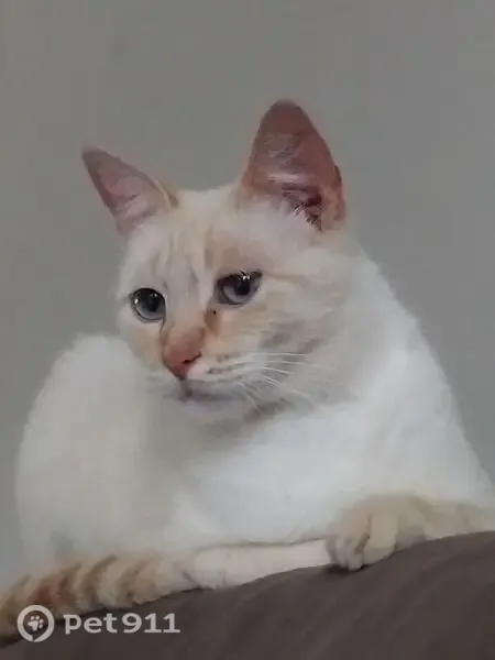 Gato perdido, Rua Ipiranga, Minas Gerais — branco, olhos azuis e miado baixo - photo