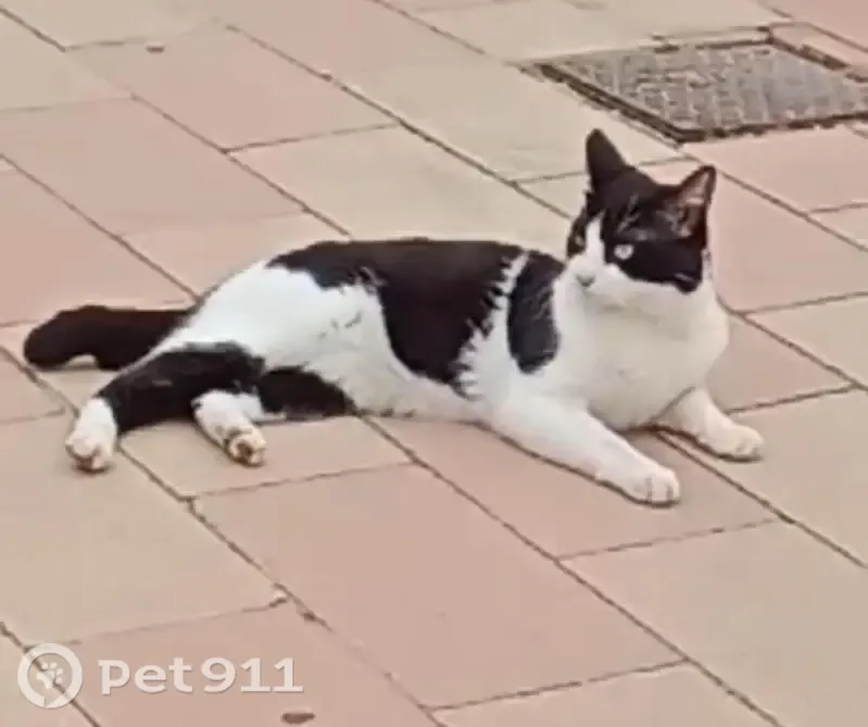 Gato perdido macho, Calle Morera, Torrevieja — tiene el rabo torcido - photo