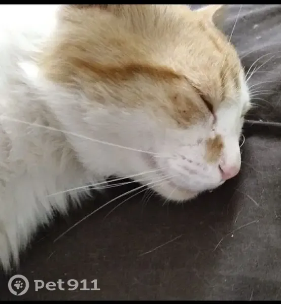 Gato perdido macho, Avenida Maritima, 19, San Marcos, Icod de los Vinos — naranja y blanco, 14 meses - photo