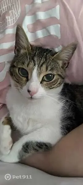 Gato perdido, Lugar Molino de las Animas, 108, Torre-Pacheco — hembra atigrada con barriga blanca - photo
