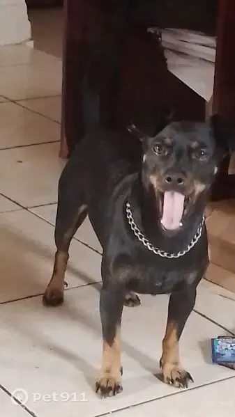 Cachorro perdido, macho, Rua Cleone Cairo Gomes, nº 777 — preto e caramelo, orelha torta - photo