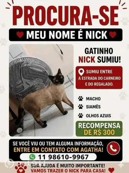 Gato perdido, macho, Rua Ricardo Bechelli, 89 — siamês arisco com desconhecidos - photo
