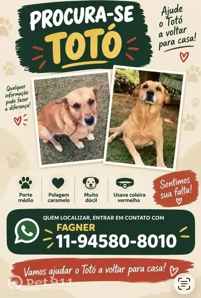 Cachorro perdido Macho (brl003434) - photo